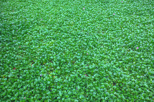 湿地绿植