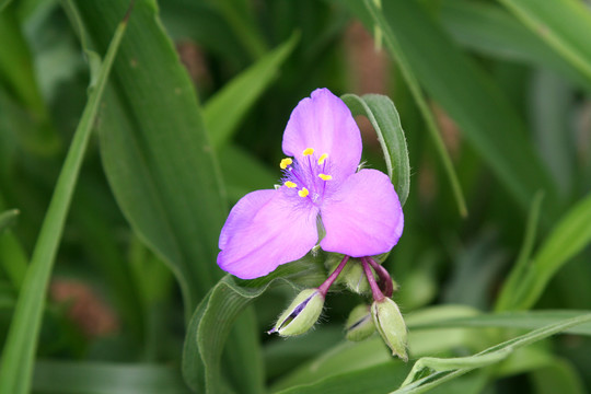 紫露草紫色的花朵