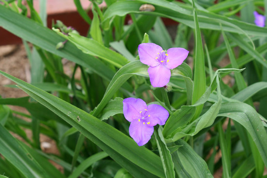 紫露草紫色的花朵