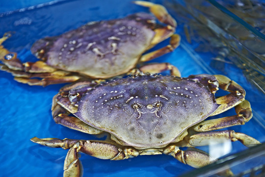 海鲜面包蟹