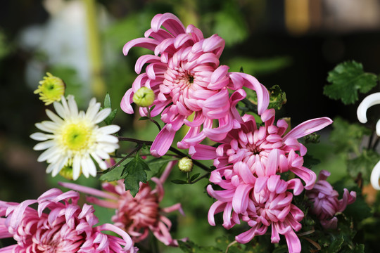 粉面芙蓉