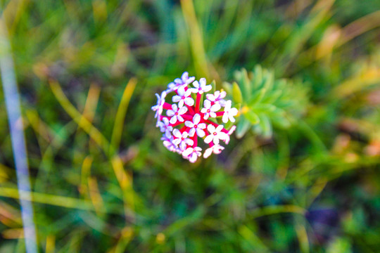 狼毒花