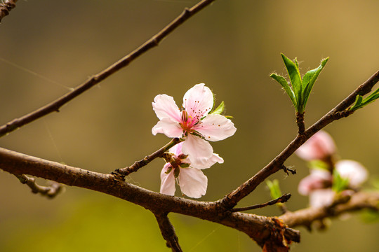 桃花