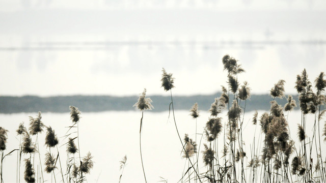 黄陂湖湿地