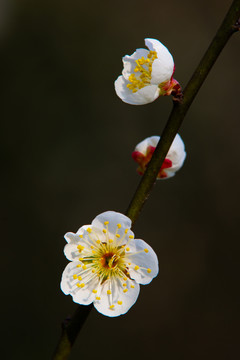 梅花特写