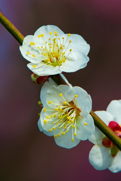 梅花