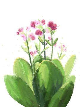 長壽花插畫
