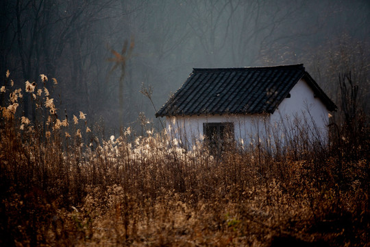 黄昏芦苇