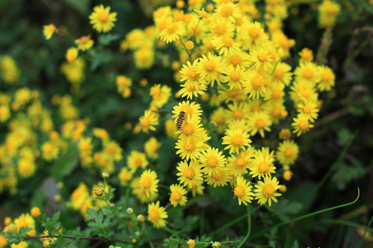 野菊花