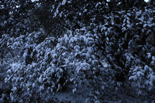 树叶上的积雪