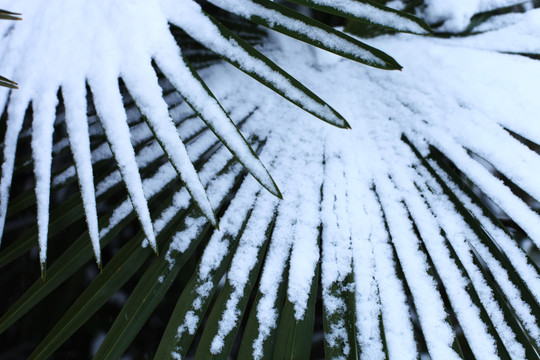 棕叶上的积雪