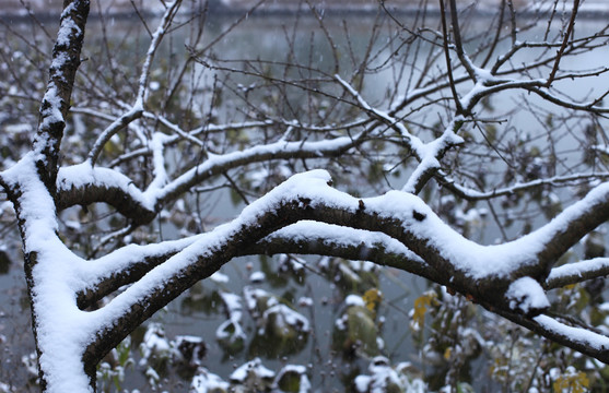 枝头积雪