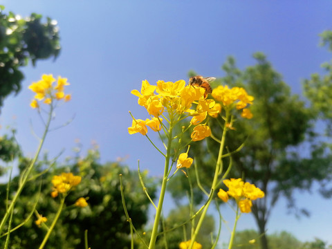 油菜花与蜜蜂