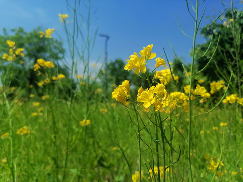 油菜花