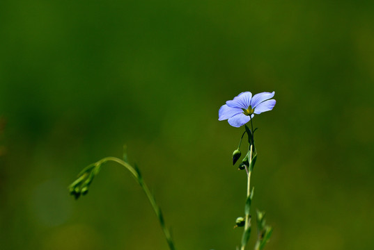 亚麻花