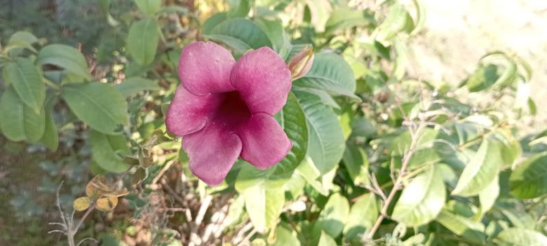 紫禅花