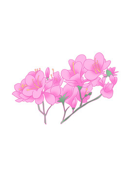 杜鵑花
