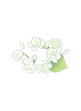 茉莉花