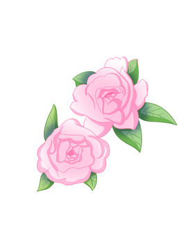 山茶花