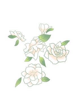 梔子花