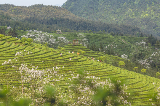 采茶蜿蜒茶山紫色泡桐花