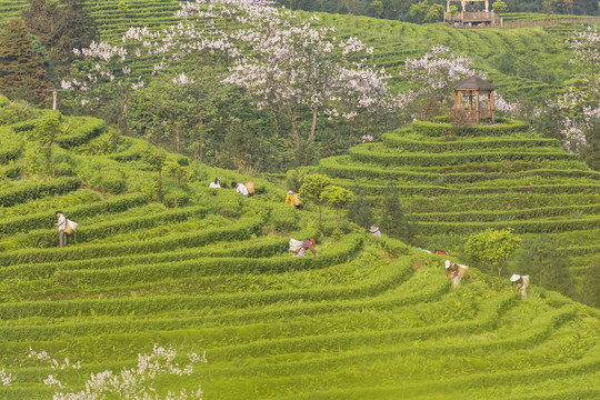 采茶蜿蜒茶山紫色泡桐花