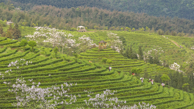 采茶蜿蜒茶山泡桐花茶山风光