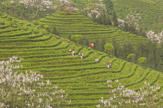 采茶蜿蜒茶山泡桐花茶山风光