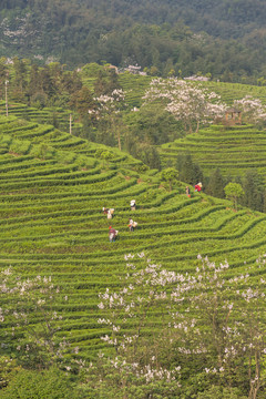 采茶蜿蜒茶山泡桐花茶山风光