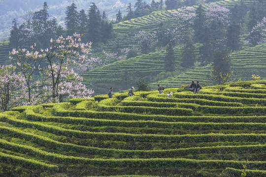 采茶蜿蜒茶山泡桐花茶山风光