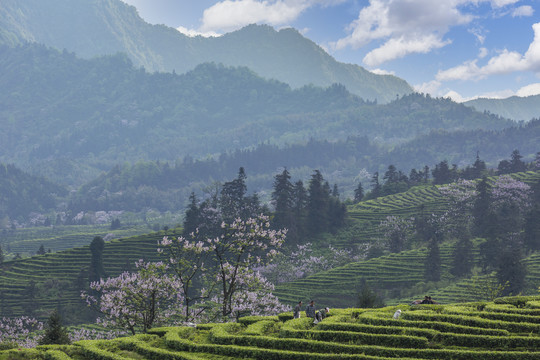 采茶蜿蜒茶山泡桐花茶山风光