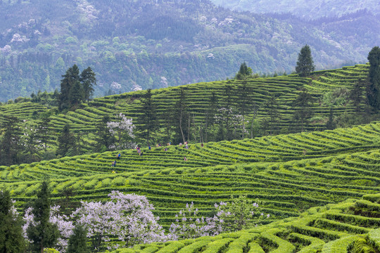 采茶紫色泡桐花蜿蜒茶山