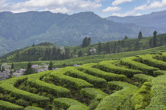 采茶蓝天白云蜿蜒茶山自然风光