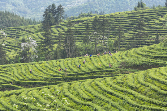 采茶蜿蜒茶山自然风光