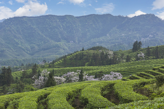 蜿蜒茶山紫色泡桐花茶山风光