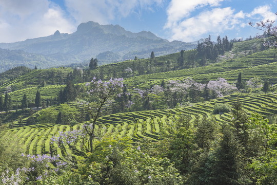 蓝天白云蜿蜒茶山紫色泡桐花