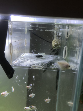 热带鱼孵化箱