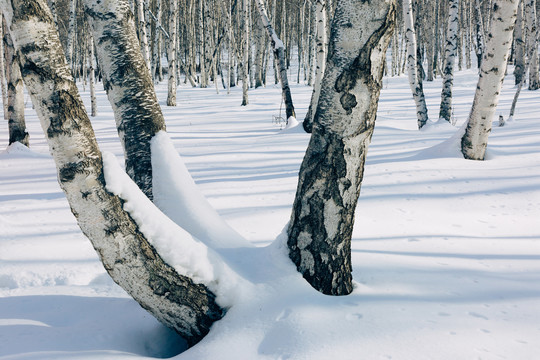 冬季雪原光影白桦树