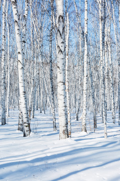 光影白桦林雪原