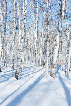 白桦树林雪景