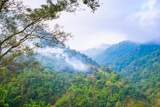 高山云雾