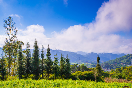 高山荞麦地