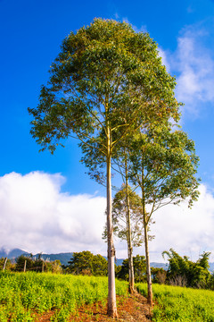 高山树木