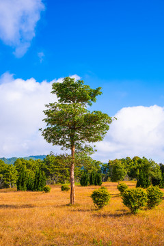 高山树木