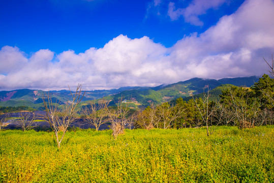 高山荞麦地