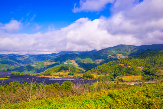 高山荞麦地