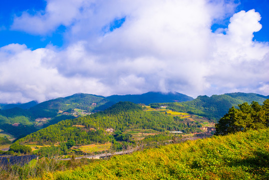 高山荞麦地