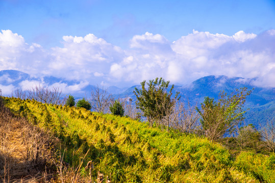 高山荞麦地