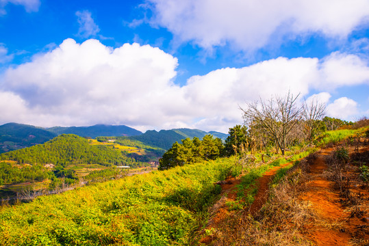 高山荞麦地