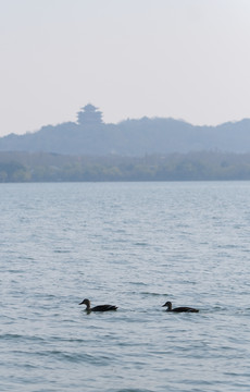 西湖里的野鸭